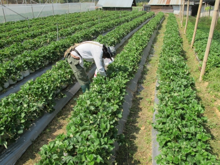 An unidentified worker is picking up grasses in a strawberry fieldのeditorial素材