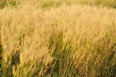 Grass flowers field, Thailandの写真素材