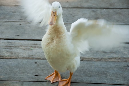 This is a duck in Sanam Chandra Palace, Thailand. It is shaking its wings.の写真素材