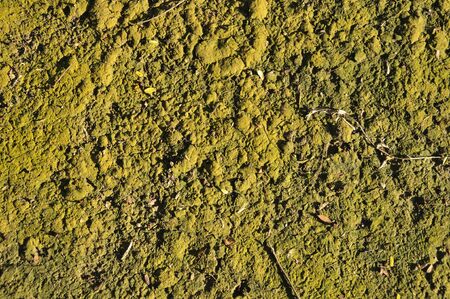 Soil is covered with green moss, Thailand.の写真素材