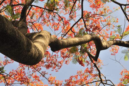 This tree is in Sanam Chandra Palace, Nakorn Pratom province, Thailand.の写真素材