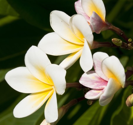 These are 4 white Frangipani flower in the afternoon, Thailand.の写真素材