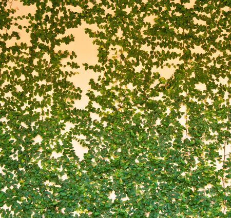 creeper on beige wall