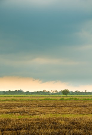 Burnt rice field and dark skyの写真素材
