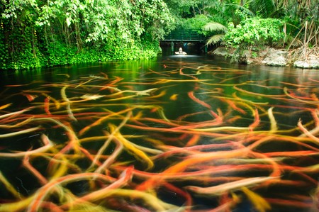 Carps or Cyprinus carpio in a pond