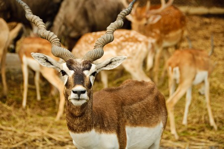 blackbuck or Antilope cervicapraの写真素材