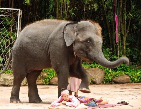 Elephant or Elephas maximus show at Safari world, Thailand.のeditorial素材