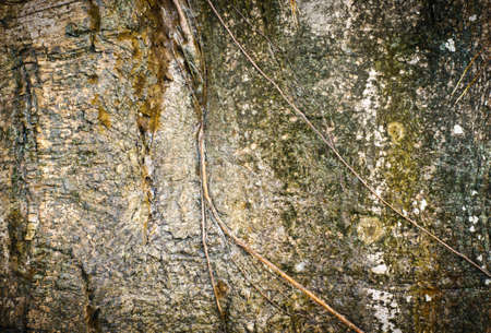 Tree texture and background