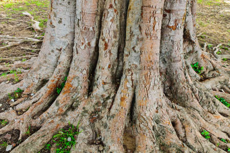 An interesting tree root, Thailandの写真素材
