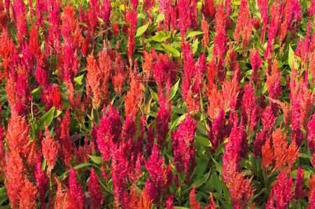 Red plumed Cockscomb flowers or の写真素材