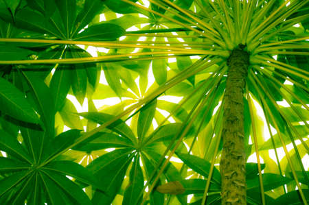 Beneath of a young tree during summer in vivid green tone.