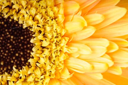 Close up of yellow daisy-gerbera.の写真素材