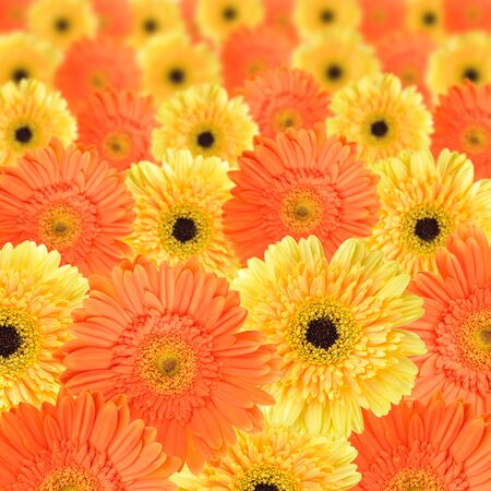 Orange and yellow daisy-gerbera as a background and patternの写真素材