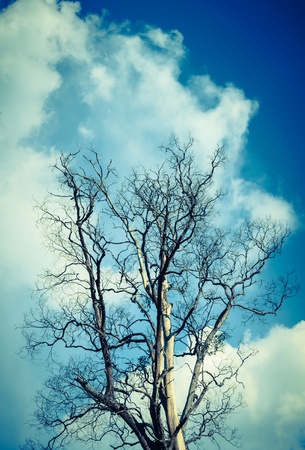 Dead tree against a clear blue sky. Blue tone.の写真素材