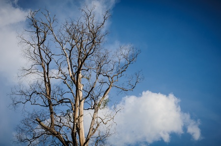 Dead tree against a clear blue sky.