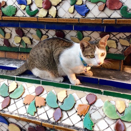 Thai cat postingの素材