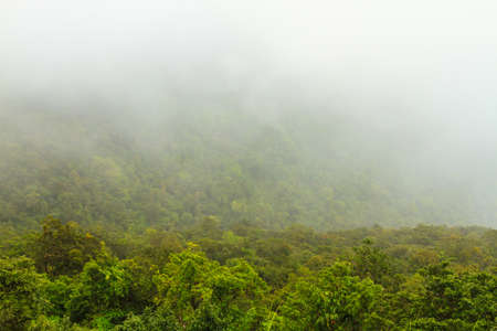 Mist in the forest at Khao Yai national park, Thailand.の写真素材