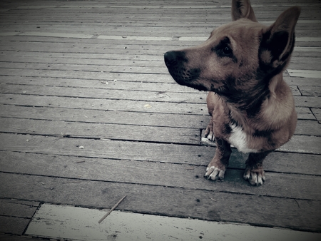 The anticipation of a dog.の写真素材