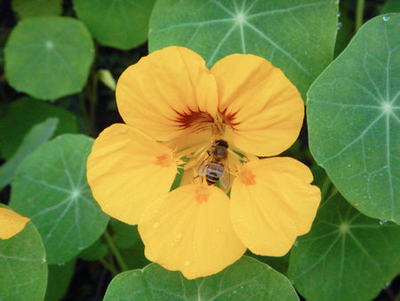 Bees swarm of yellow flowersの写真素材
