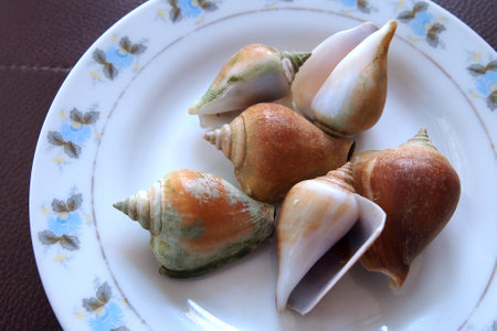 shellfishの写真素材
