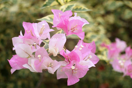flower bloomの写真素材