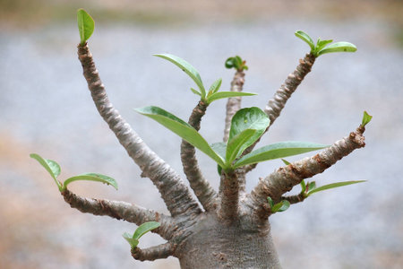 tree branchの写真素材