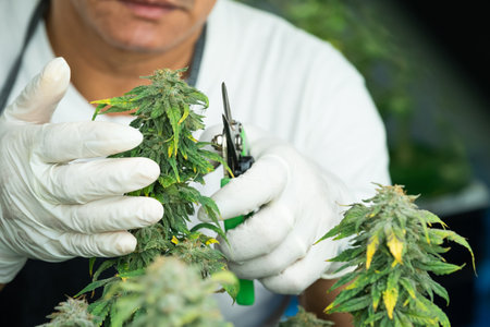 Worker of cannabis or marijuana farm smell on the leaf to check and inspect for the growth and quality of the leaf. Cannabis for medical treatment. Inside of industrial cannabis  farming.の写真素材