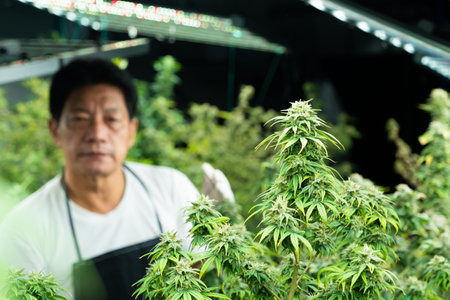 Worker of cannabis or marijuana farm smell on the leaf to check and inspect for the growth and quality of the leaf. Cannabis for medical treatment. Inside of industrial cannabis farming.の写真素材