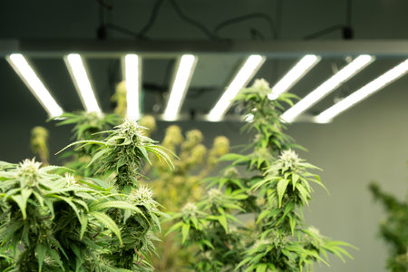 Selective focus on cannabis or marijuana leaf. With hand on the leaf to check and inspect for the growth and quality of the leaf. Cannabis for medical treatment. Inside of industrial cannabis farmingの写真素材