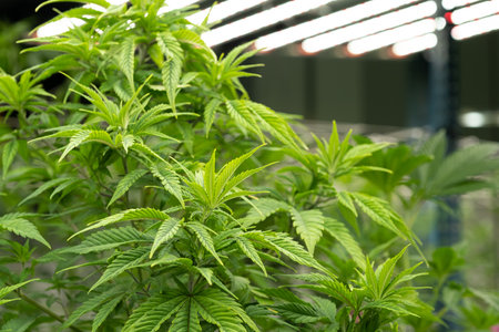 Selective focus on cannabis or marijuana leaf. With hand on the leaf to check and inspect for the growth and quality of the leaf. Cannabis for medical treatment. Inside of industrial cannabis farmingの写真素材