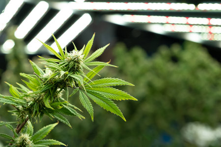 Selective focus on cannabis or marijuana leaf. With hand on the leaf to check and inspect for the growth and quality of the leaf. Cannabis for medical treatment. Inside of industrial cannabis farmingの写真素材