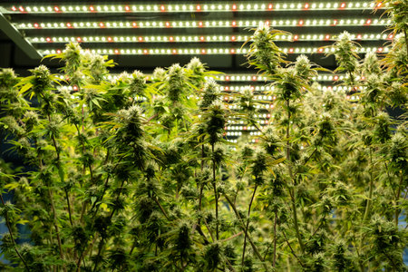 Selective focus on cannabis or marijuana leaf. With hand on the leaf to check and inspect for the growth and quality of the leaf. Cannabis for medical treatment. Inside of industrial cannabis farmingの写真素材