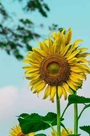 Sunflower on the morningの写真素材