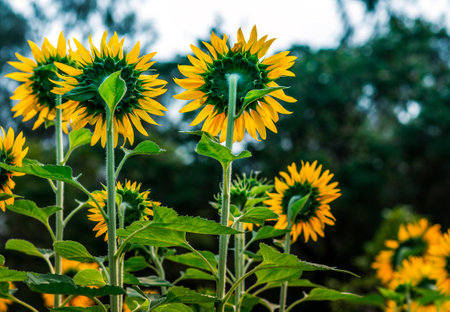 Back of the sunflowerの写真素材