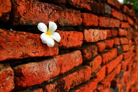 flower in wallの写真素材