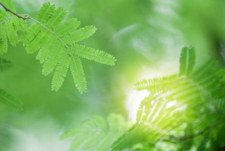 Picture of green leaves with sunlight bokeh in spring or summer season abstract nature view backgroundの写真素材