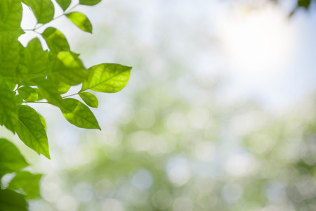 Picture of green leaves with sunlight bokeh in spring or summer season abstract nature view...