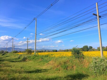 Electric pole side way of sunhemp filed, Thailand.の素材