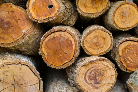 The log background.