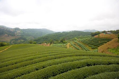 Green Tea Field at Chiang Rai Thailand.の写真素材
