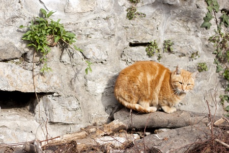 Big cat resting in the forest の写真素材