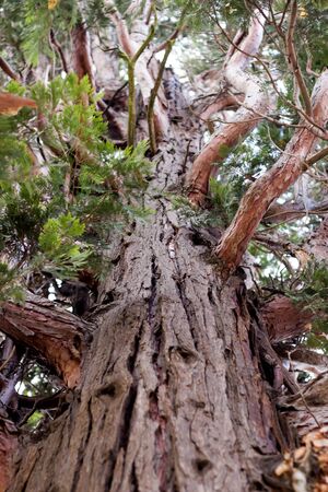 The big tree rise to the sky at the park in Grenoble, France の写真素材