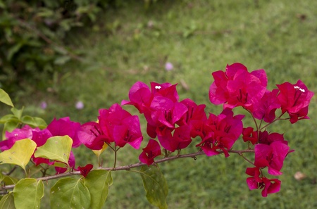Pink bougainvillea Flower の写真素材