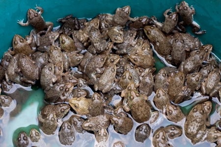 Frogs of Thailand の写真素材