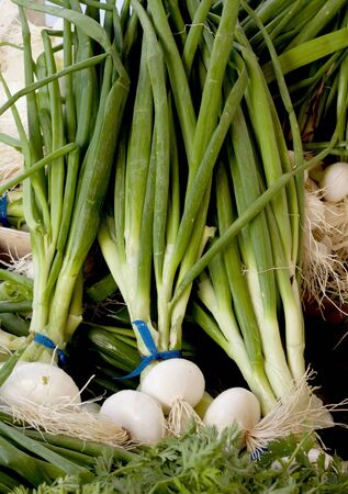 A neat row of spring onions  for sale at the market  の写真素材