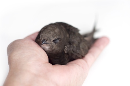 Hand hold caring for a small bird