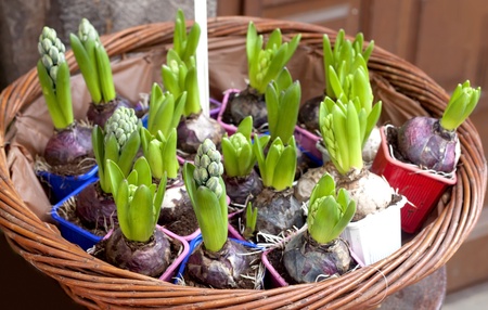 Growing hyacinth flower bulbs in basket, France.