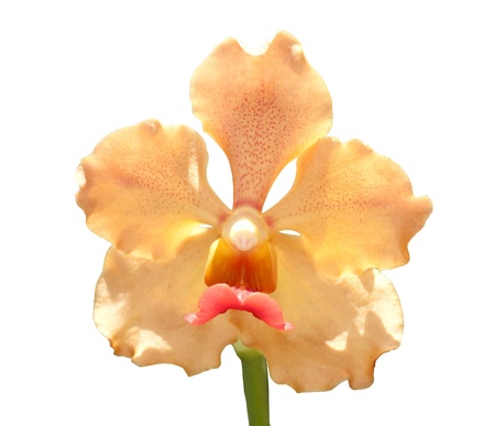 Orange orchid flower isolated on white background.の写真素材