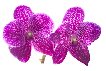 Pink Orchid Flower isolated on white background.
