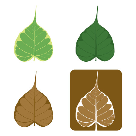 Set of Bodhi (Sacred Fig) leaf Illustration.のイラスト素材